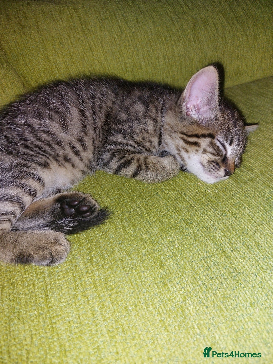 Mixed Breed cats for sale: Lovely confident kittens - Image 8