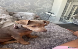 Jack Russell dogs for sale: Lilac an tan Wenlock jack Russel  - Image 1