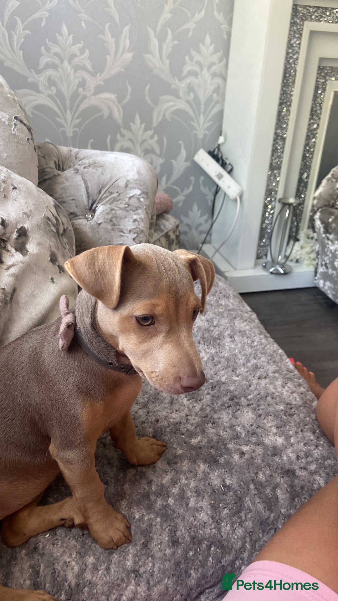 Jack Russell dogs for sale: Lilac an tan Wenlock jack Russel  - Image 1