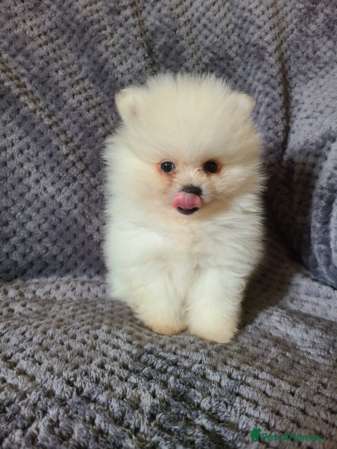 Pomeranian dogs for sale: Gorgeous litter of pomeranian puppies💙💖 - Image 11