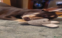 French Bulldog dogs for sale: French Bulldog - Image 2