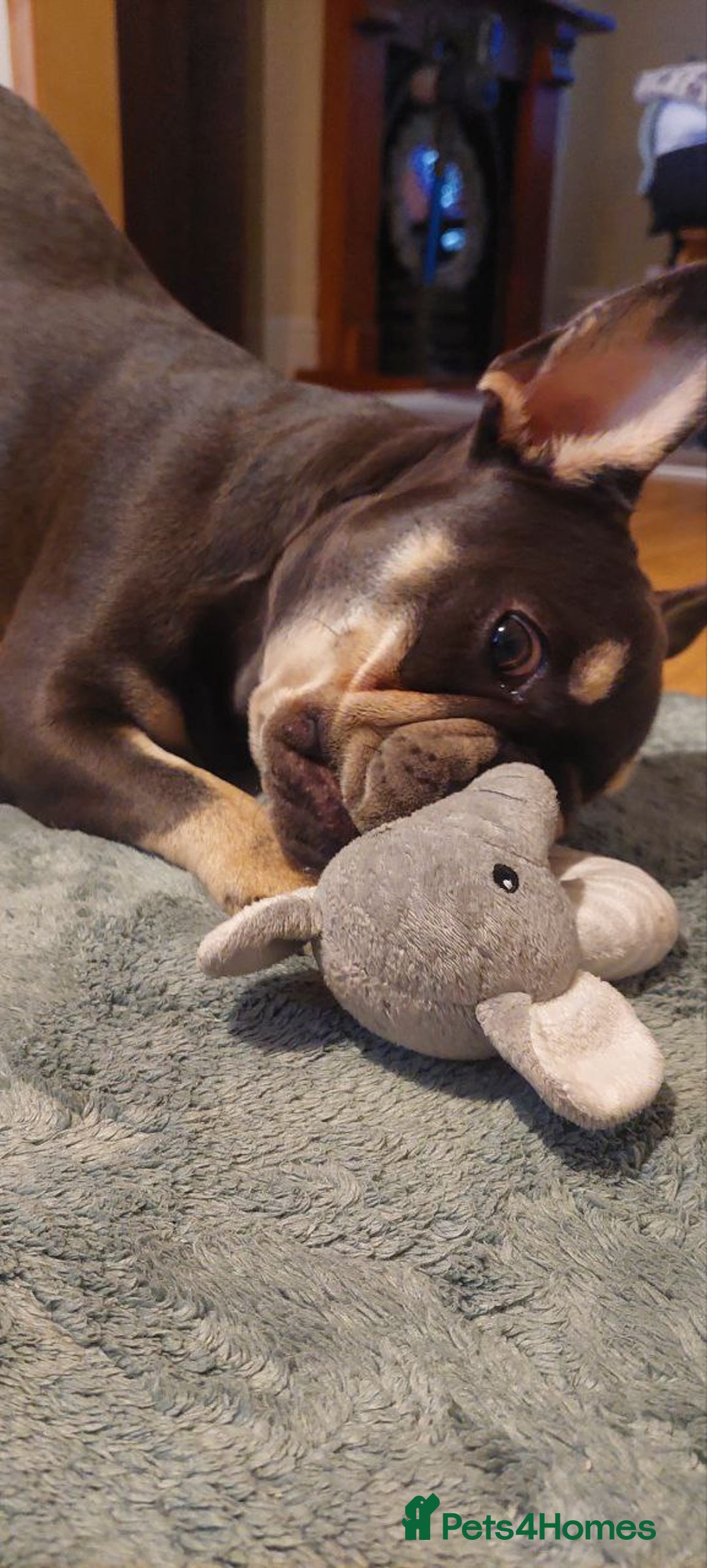 French Bulldog dogs for sale: French Bulldog - Image 2