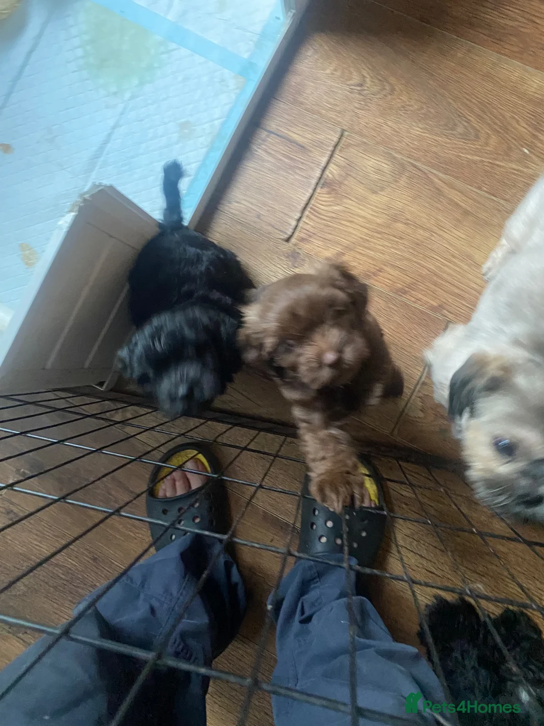 Mixed Breed dogs for sale: 2 Beautiful boys  in Wilmslow - Advert 2