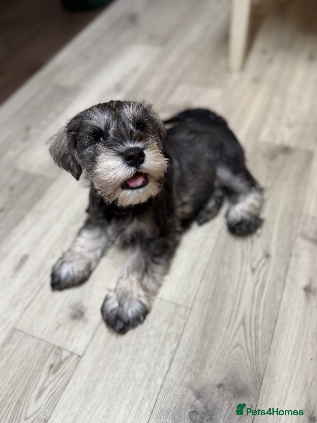 Miniature Schnauzer dogs for sale: One and only Jackie Miniature Shnauzer  - Advert 3