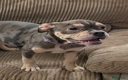 English Bulldog dogs for sale: olde English bulldogs LAST THREE FEMALES. - Image 3
