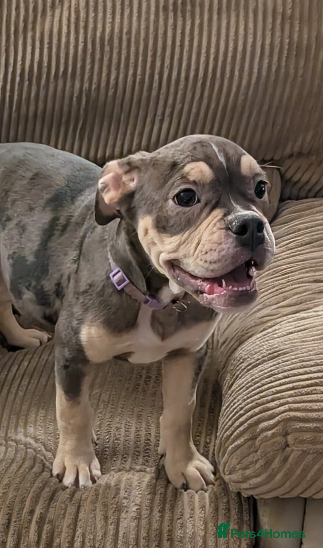 English Bulldog dogs for sale: olde English bulldogs LAST THREE FEMALES. - Image 3