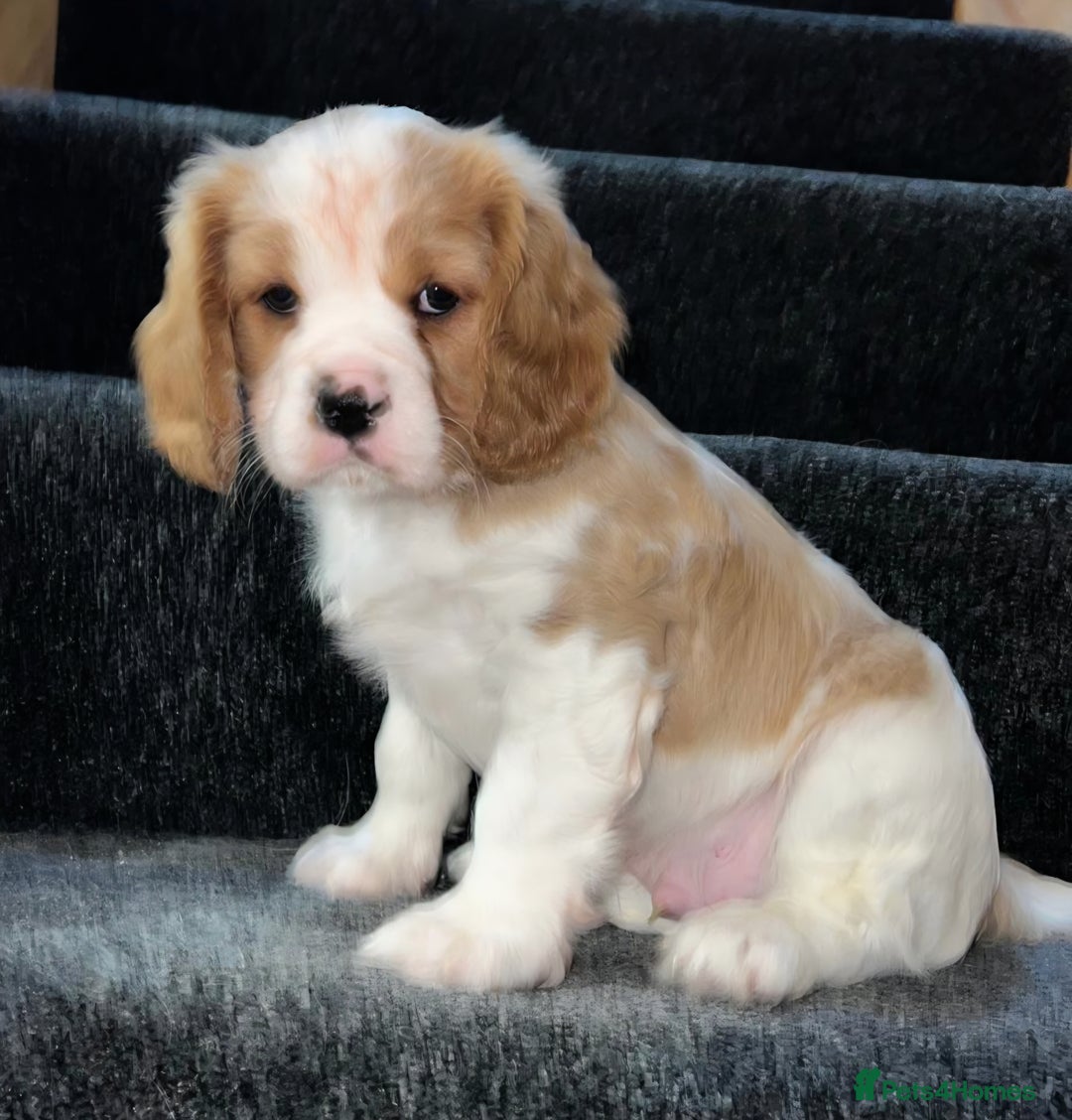Cavalier King Charles Spaniel dogs for sale: Cavalier King Charles Spaniel - cuteness overload - Advert 7