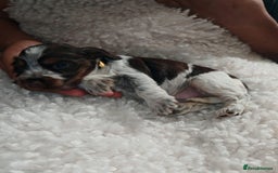 Cocker Spaniel dogs for sale: Kc show cocker spaniel puppies  - Image 18