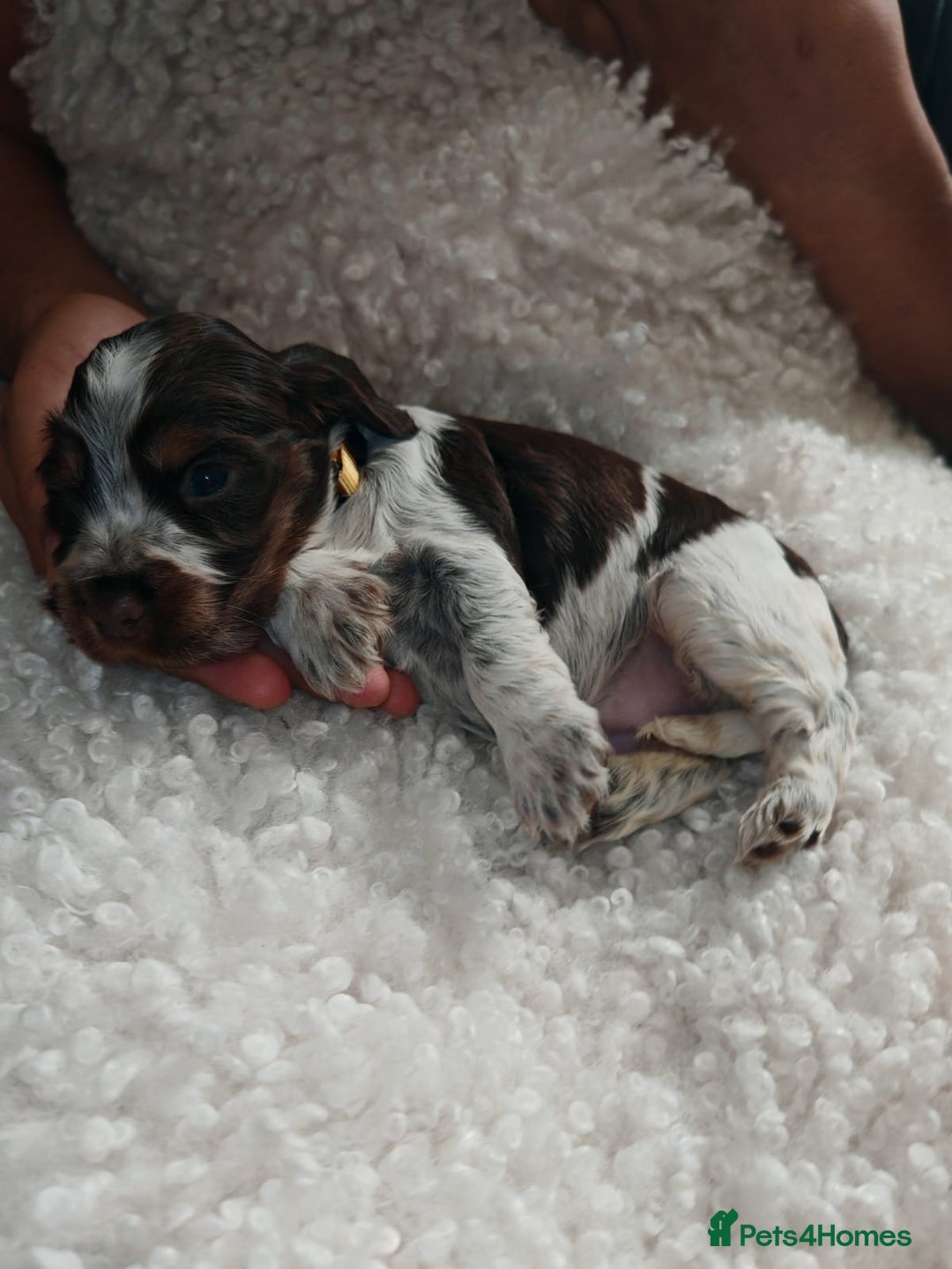 Cocker Spaniel dogs for sale: Kc show cocker spaniel puppies  - Image 18