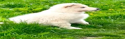 German Shepherd dogs for sale: Outstanding KC White long haired GSD pups  in Catterick Garrison - Advert 16