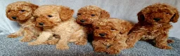 Miniature Poodle dogs for sale: Miniature poodle  - Advert 4