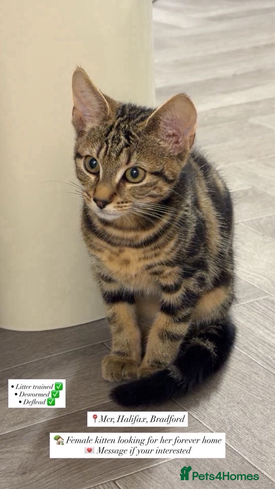 Domestic Shorthair cats Female Kitten looking for its forever home - Advert 1