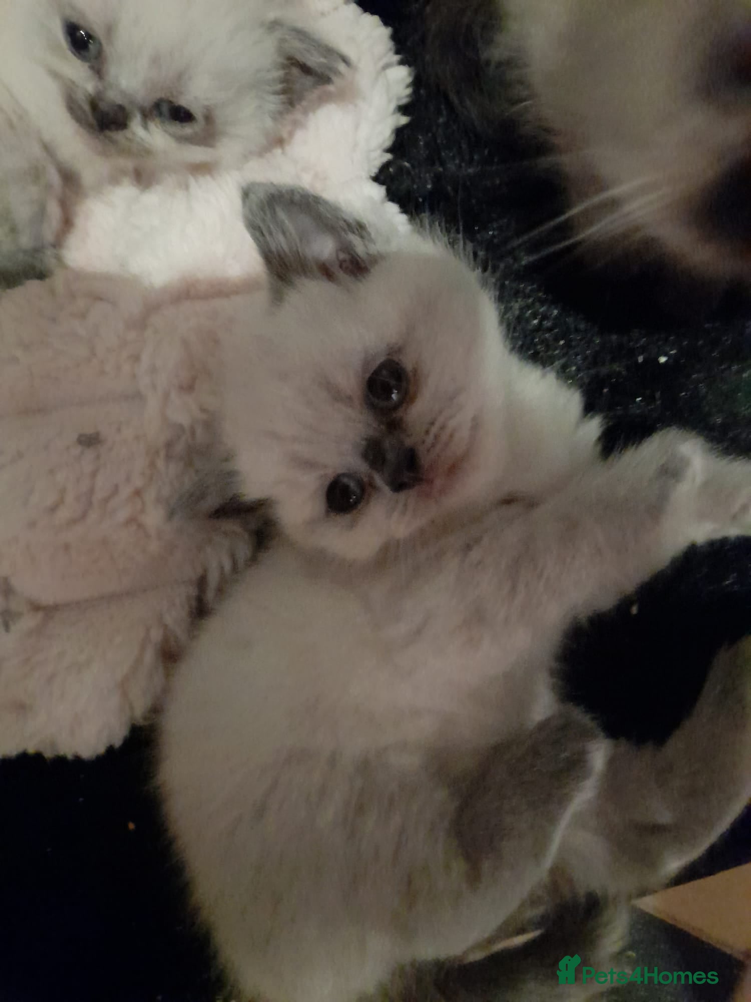 British Shorthair cats British shorthair kittens - Advert 12