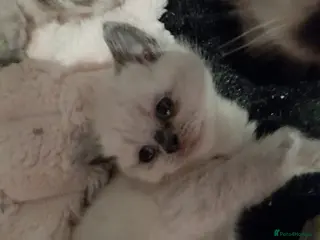 British Shorthair cats British shorthair kittens - Advert 12