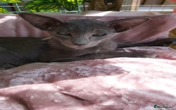 Oriental cats for sale: Full Pedigree Oriental 1 Kitten XL size ears GCCF - Image 9