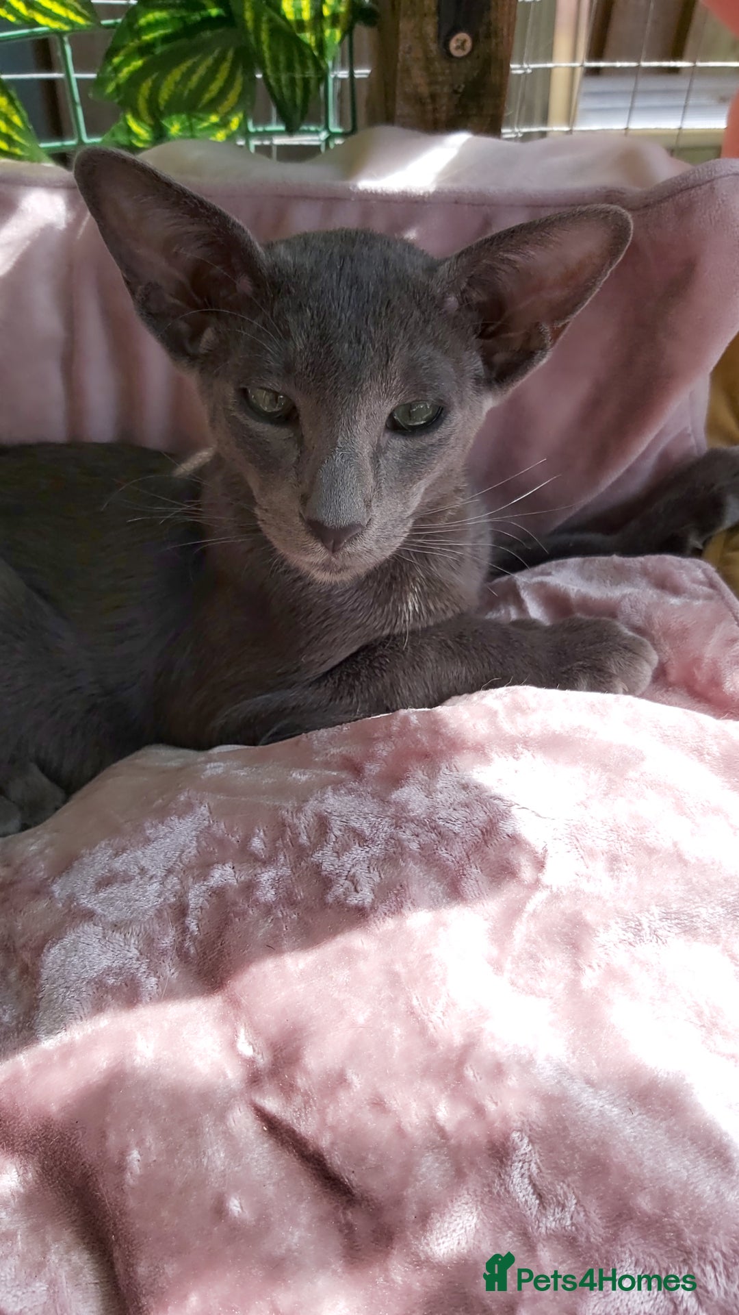 Oriental cats for sale: Full Pedigree Oriental 1 Kitten XL size ears GCCF - Image 9