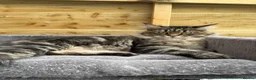 Maine Coon cats for sale: Maine coon kittens - Advert 19