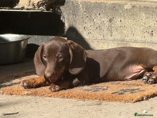 Dachshund dogs Coco is seeking his forever home - Advert 1