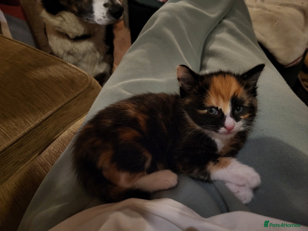 Mixed Breed cats for sale: Mixed kittens for sale, wide range of variety. - Advert 19