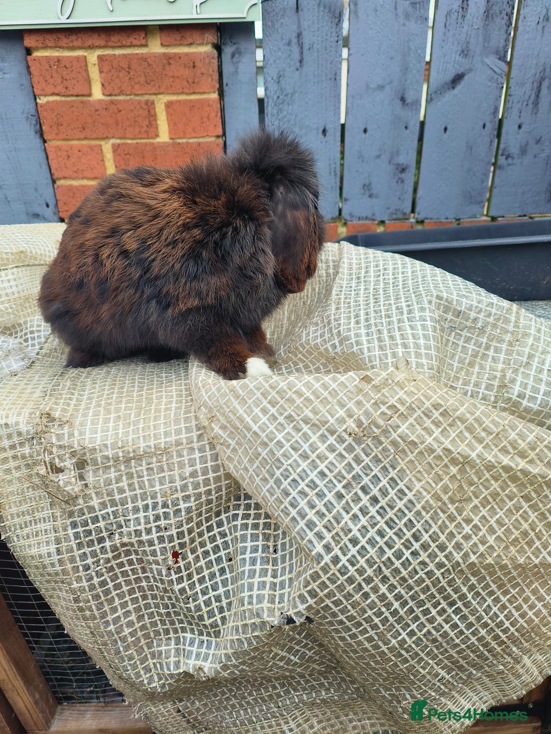 Mini Lion Lop rabbits for sale: mini lion lop - Image 2