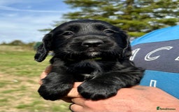 Mixed Breed dogs for sale: Gorgeous litter of 8 x F1 Sprocker Spaniels - Image 10