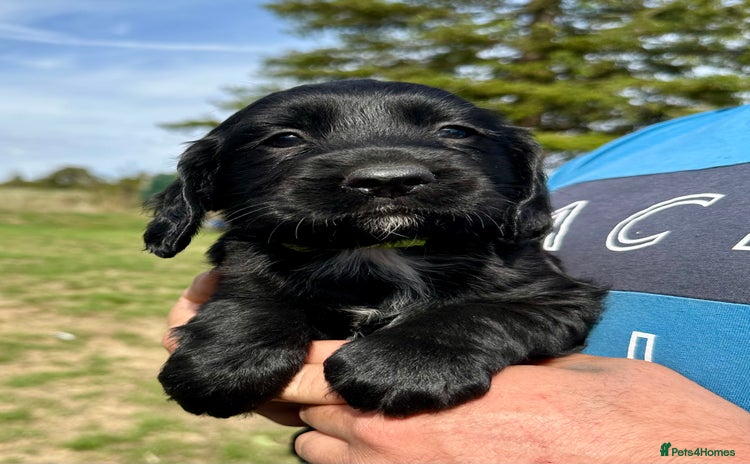 Mixed Breed dogs - Advert 12