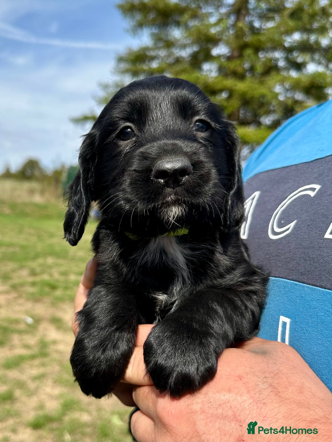 Mixed Breed dogs for sale: Gorgeous litter of 8 x F1 Sprocker Spaniels - Image 10