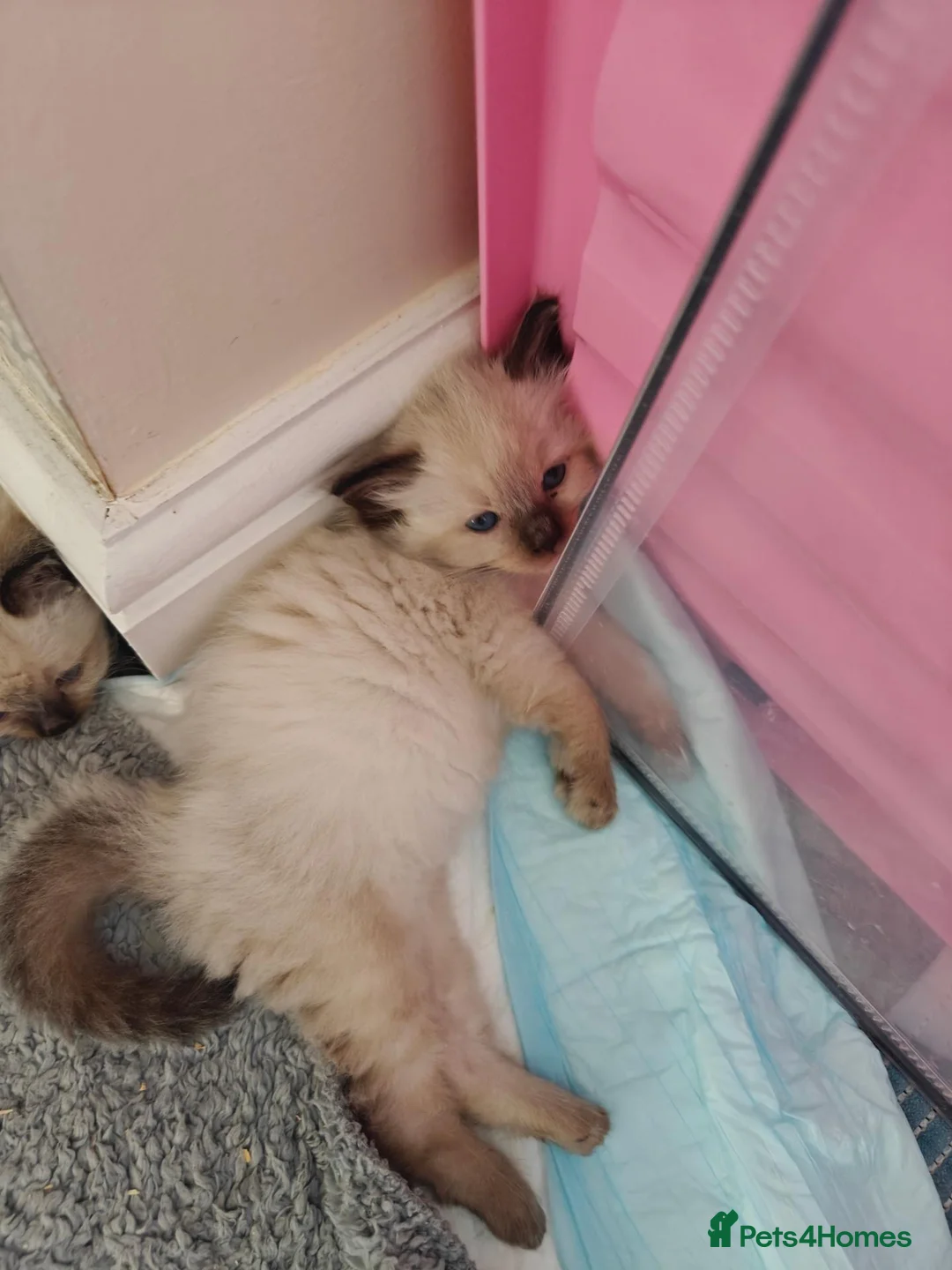 Ragdoll cats for sale: Lucky boy - Advert 15