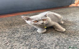 British Shorthair cats for sale: Lovely mom's 1st kittens! - Image 8