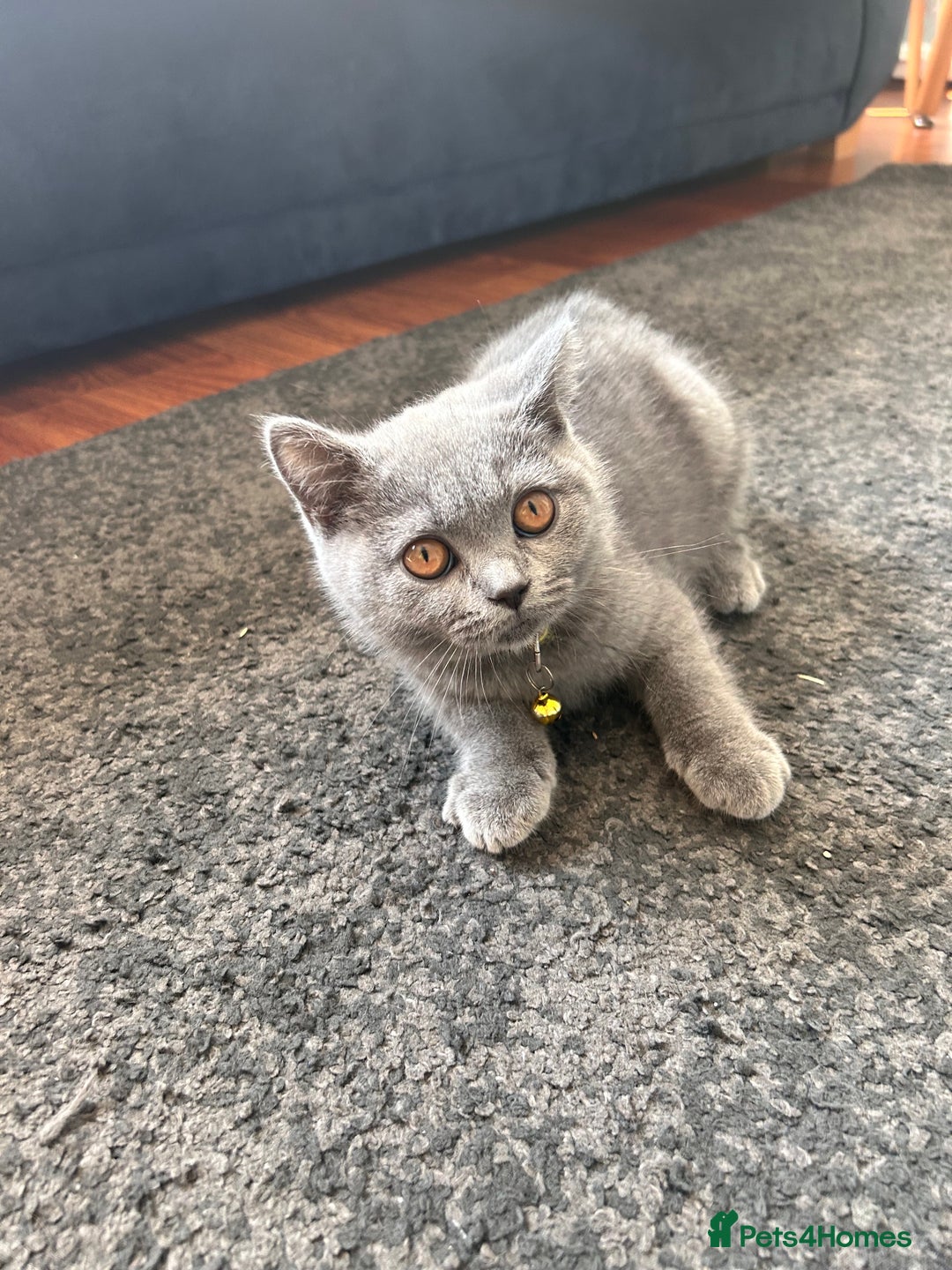 British Shorthair cats for sale: Lovely mom's 1st kittens! - Image 8