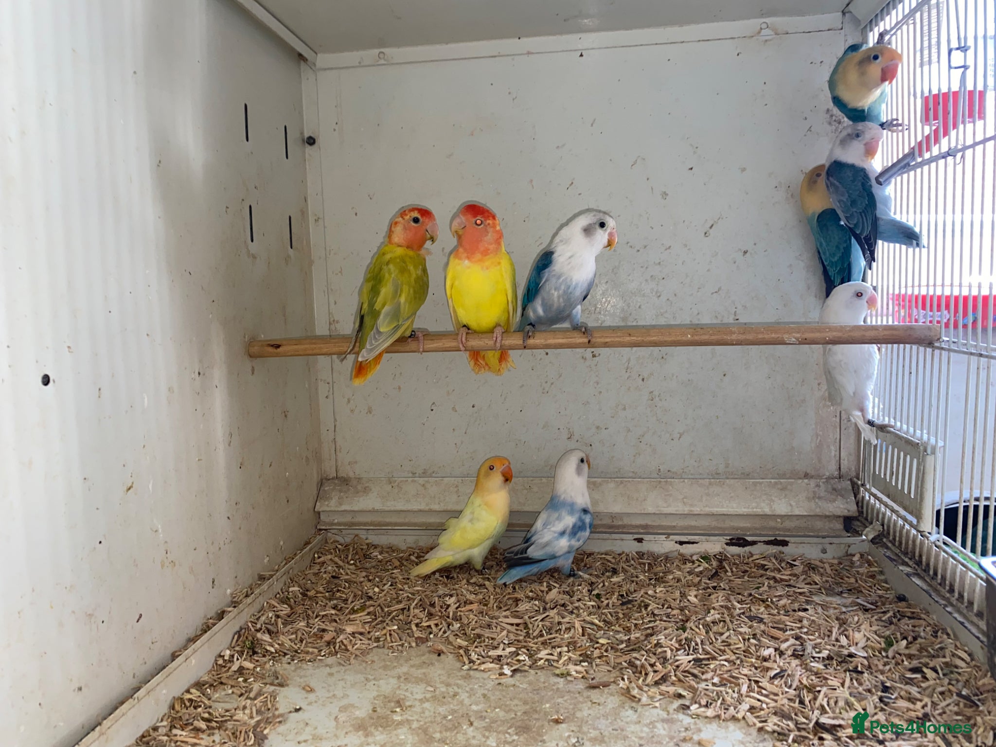 Lovebirds birds Fischer’s and peach face lovebirds young  - Advert 5