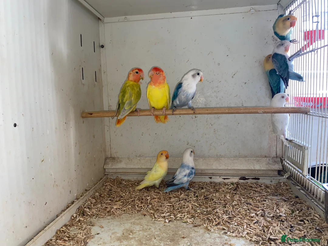 Lovebirds birds for sale: Fischer’s and peach face lovebirds young  - Advert 1