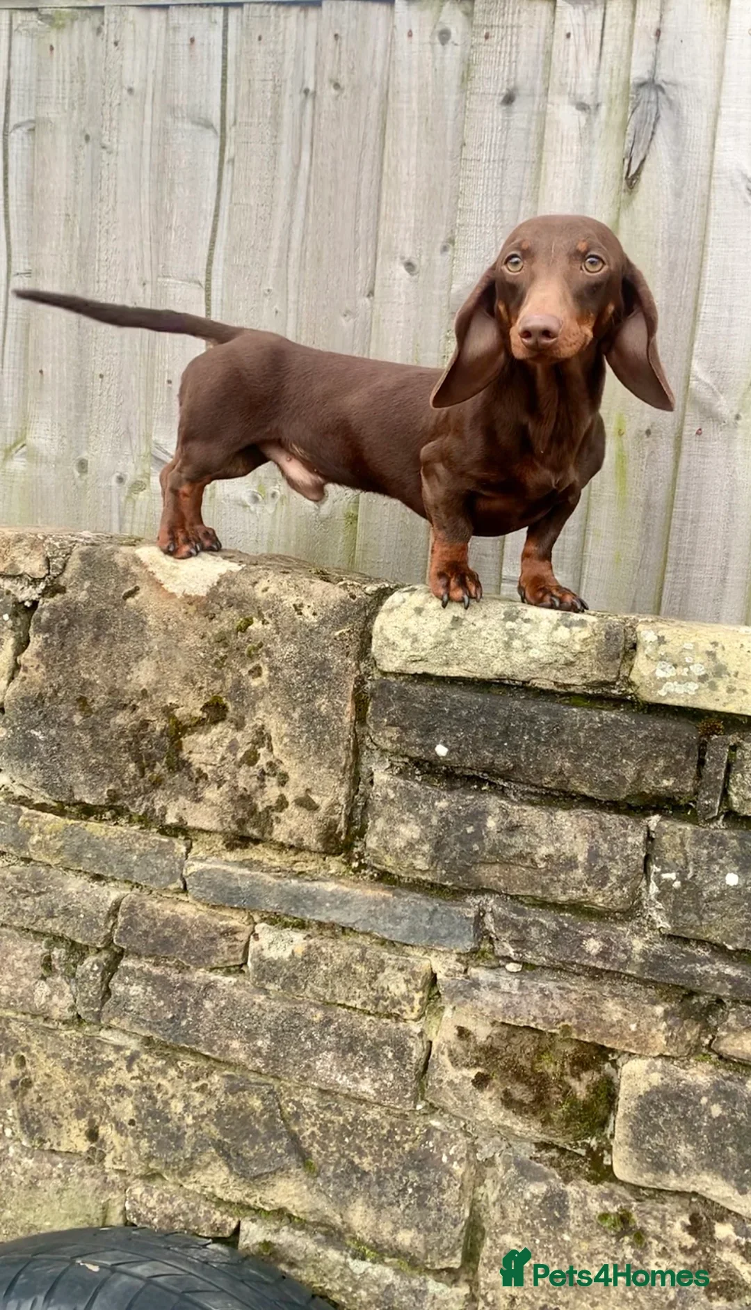 Miniature Dachshund dogs for sale: Stunning top quality short legged mini dachshunds - Advert 5
