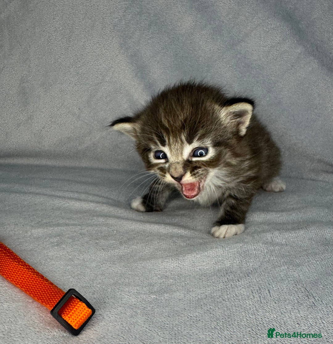 Turkish Van cats for sale: Rare Turkish van kittens for sale.  - Image 5
