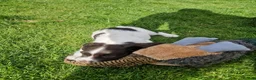 English Springer Spaniel dogs for sale: Pedigree working English Springer Spaniels  - Advert 12