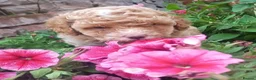 Cavapoo dogs for sale: Ready 8 weeks old boy-cream/apricot/white Merle - Advert 1