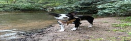Border Collie dogs for sale: Border collie’s - Advert 2