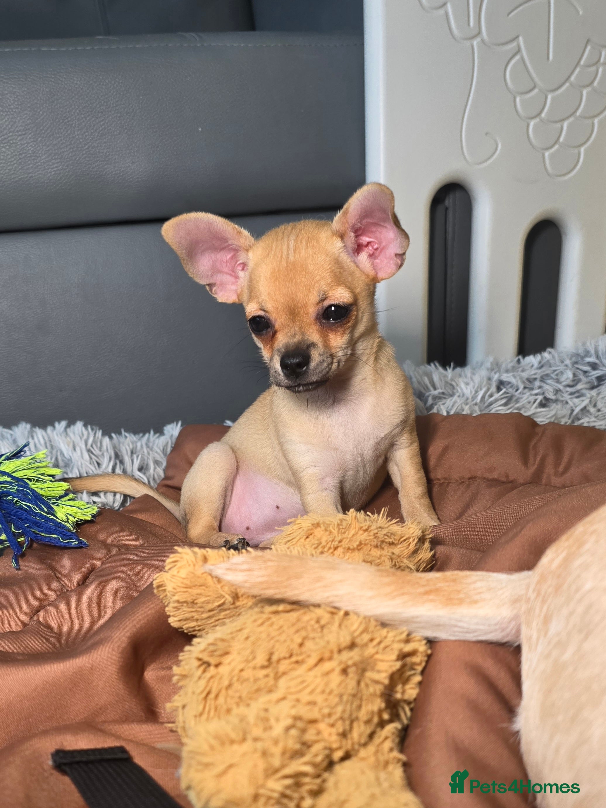 Chihuahua dogs CHIHUAHUA Puppies Ready To Go - Advert 8