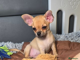 Chihuahua dogs CHIHUAHUA Puppies Ready To Go - Advert 1