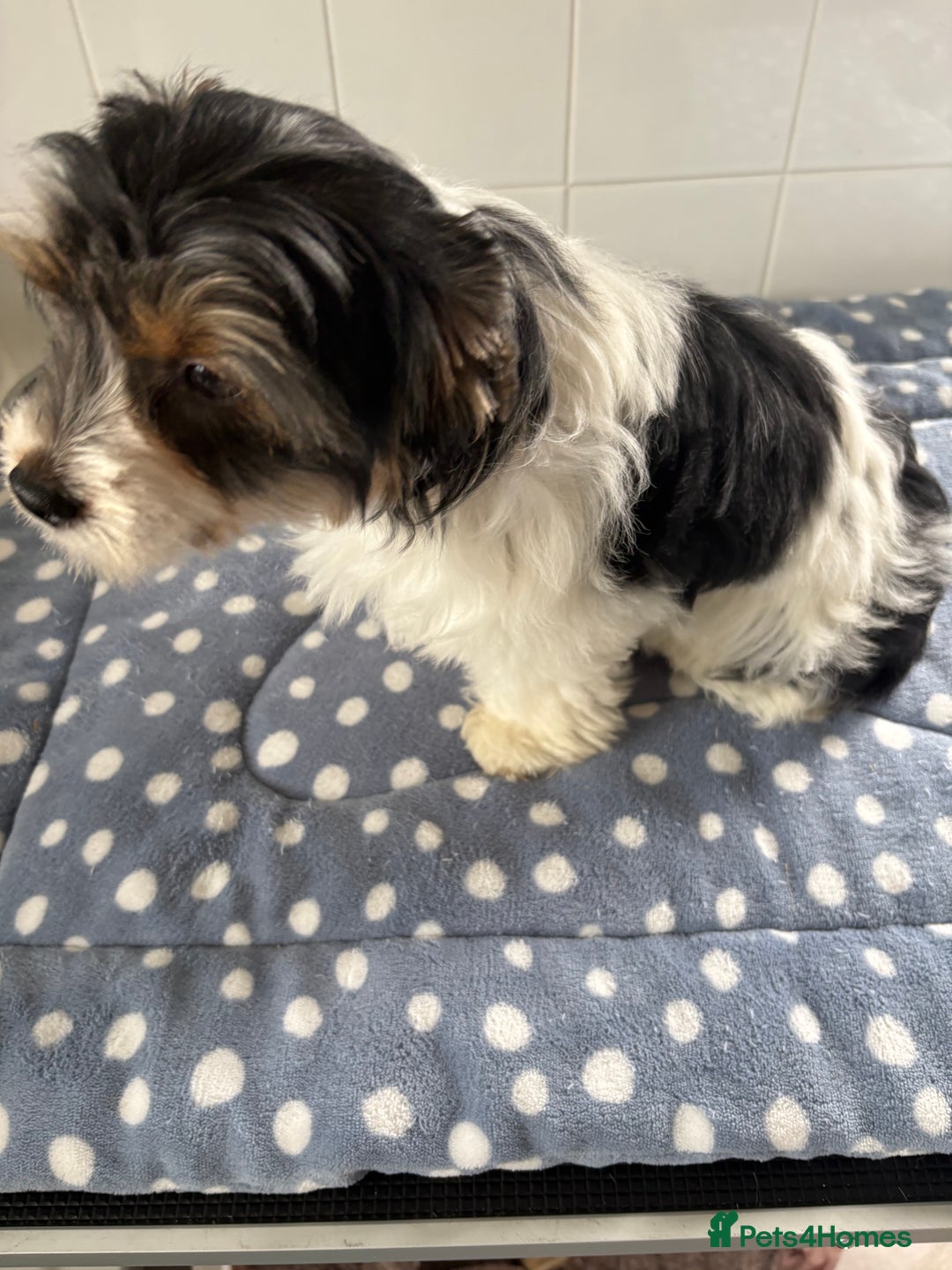 Biewer Terrier dogs for sale: Biewer Terrier female  - Image 3