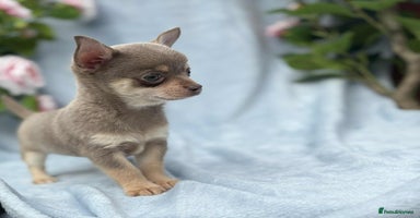 Chihuahua dogs - Advert 11