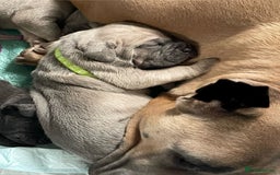 Cane Corso dogs for sale: CANE CORSO TOP QUALITY STRAJANO BLOODLINE FERMINTO - Advert 11