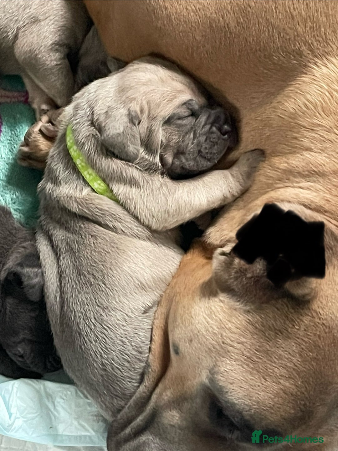 Cane Corso dogs for sale: CANE CORSO TOP QUALITY STRAJANO BLOODLINE FERMINTO - Advert 11