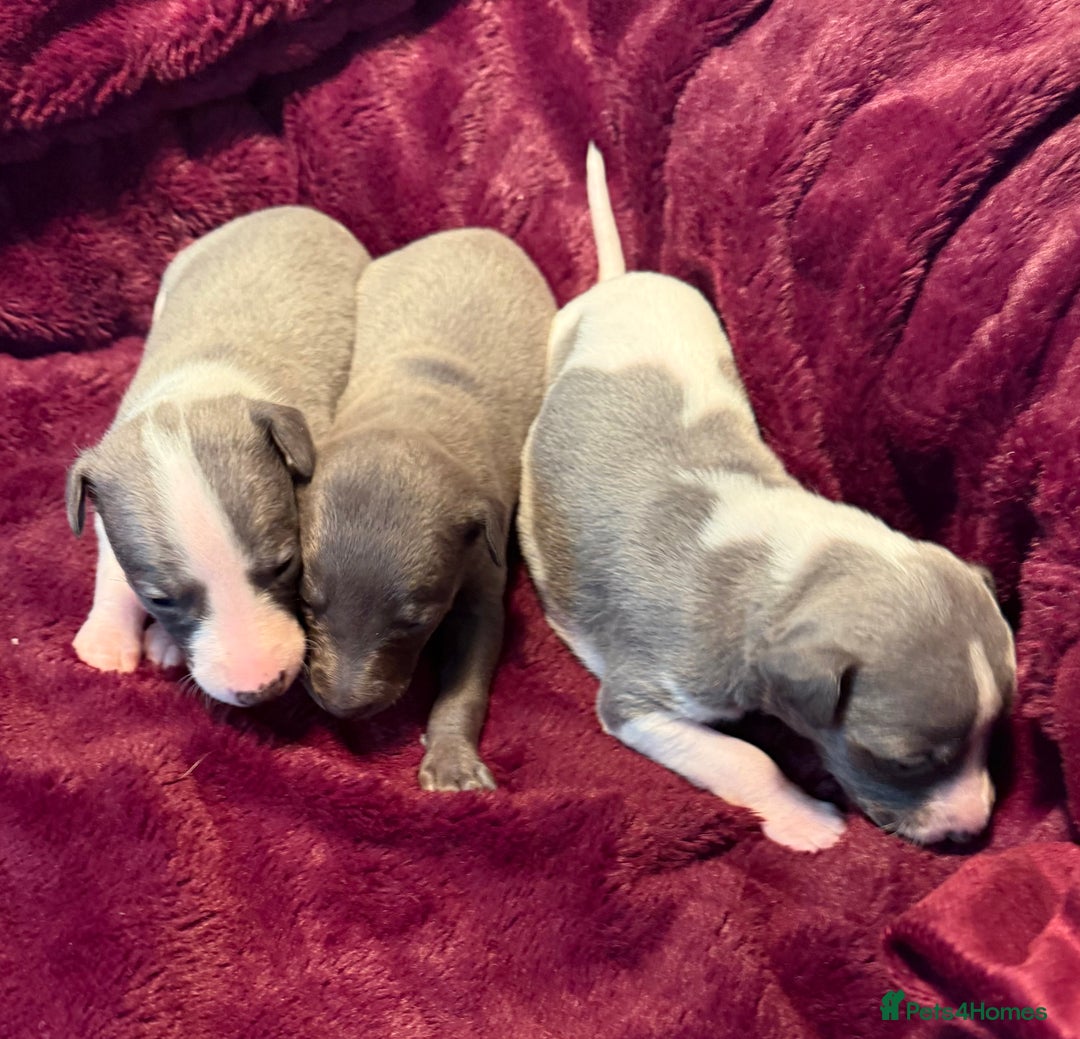 Whippet dogs for sale: 3 Stunning Whippet Boy's available  - Advert 7