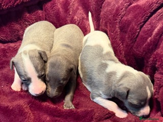Whippet dogs Stunning Whippet puppies. - Advert 3