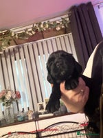 Cocker Spaniel dogs - Advert 15