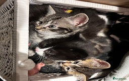 Mixed Breed cats for sale: Playful kittens ready to leave! - Image 25