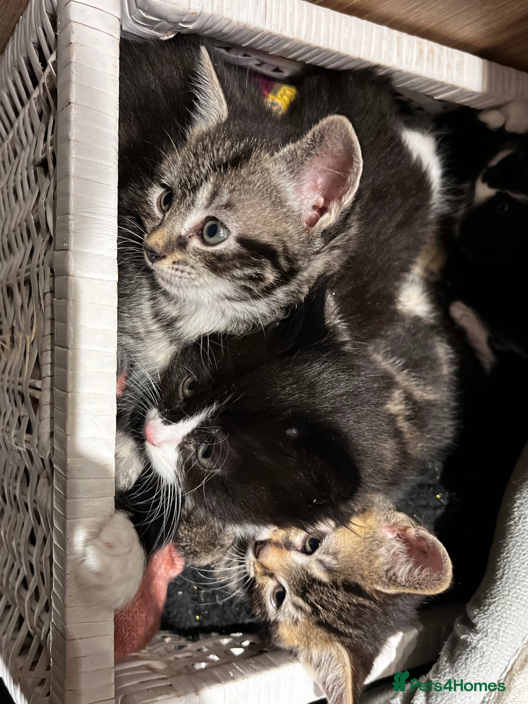 Mixed Breed cats for sale: Playful kittens ready to leave! - Image 25