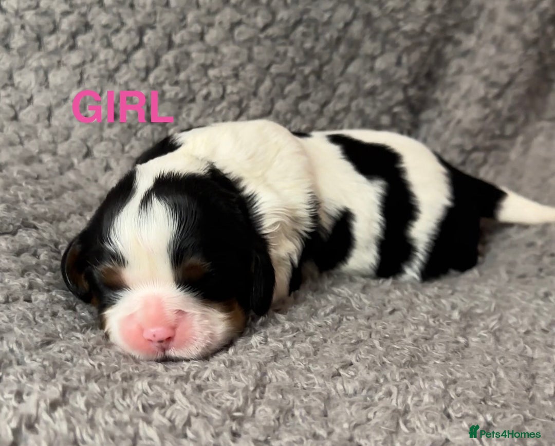 Cavalier King Charles Spaniel dogs for sale: Beautiful Cavalier King Charles Puppies. - Advert 6