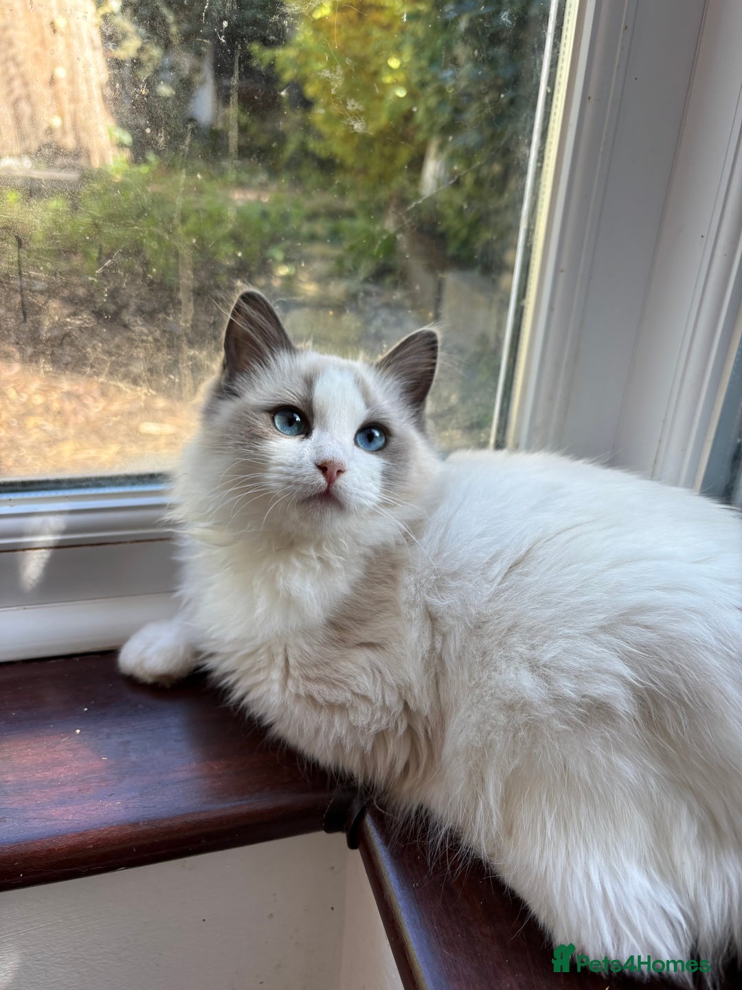 Ragdoll cats for sale: 🌟TICA🌟Champion Ragdoll🏆🏆🏆 - Image 3